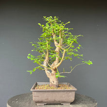 Lade das Bild in den Galerie-Viewer, Bonsai Wilde Mirabelle / Prunus cerasifera