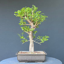 Lade das Bild in den Galerie-Viewer, Bonsai Wilde Mirabelle / Prunus cerasifera
