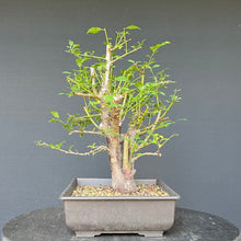 Lade das Bild in den Galerie-Viewer, Bonsai Wilde Mirabelle / Prunus cerasifera