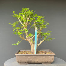 Lade das Bild in den Galerie-Viewer, Bonsai Wilde Mirabelle / Prunus cerasifera