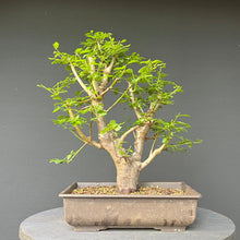 Lade das Bild in den Galerie-Viewer, Bonsai Wilde Mirabelle / Prunus cerasifera