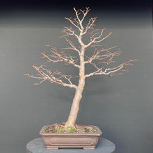 Lade das Bild in den Galerie-Viewer, Winterlinde / Tilia cordata