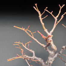 Lade das Bild in den Galerie-Viewer, Winterlinde / Tilia cordata