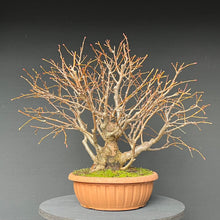Lade das Bild in den Galerie-Viewer, Winterlinde / Tilia cordata