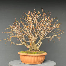 Lade das Bild in den Galerie-Viewer, Winterlinde / Tilia cordata