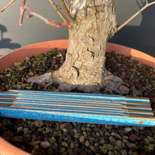 Lade das Bild in den Galerie-Viewer, Bonsai Winterlinde / Tilia cordata-Rohmaterial-Yamadori-Bonsai Gilde