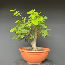 Lade das Bild in den Galerie-Viewer, Bonsai Winterlinde / Tilia cordata