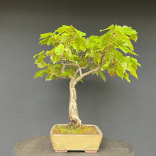 Lade das Bild in den Galerie-Viewer, Bonsai Winterlinde / Tilia cordata