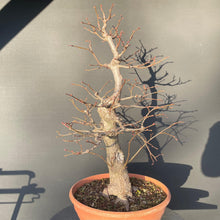 Lade das Bild in den Galerie-Viewer, Bonsai Winterlinde / Tilia cordata-Rohmaterial-Yamadori-Bonsai Gilde