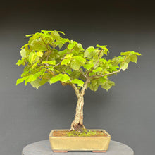Lade das Bild in den Galerie-Viewer, Bonsai Winterlinde / Tilia cordata