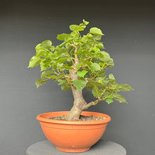 Lade das Bild in den Galerie-Viewer, Bonsai Winterlinde / Tilia cordata