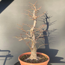 Lade das Bild in den Galerie-Viewer, Bonsai Winterlinde / Tilia cordata-Rohmaterial-Yamadori-Bonsai Gilde
