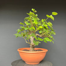 Lade das Bild in den Galerie-Viewer, Bonsai Winterlinde / Tilia cordata