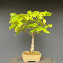 Lade das Bild in den Galerie-Viewer, Bonsai Winterlinde / Tilia cordata