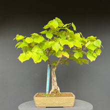 Lade das Bild in den Galerie-Viewer, Bonsai Winterlinde / Tilia cordata