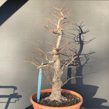 Lade das Bild in den Galerie-Viewer, Bonsai Winterlinde / Tilia cordata-Rohmaterial-Yamadori-Bonsai Gilde