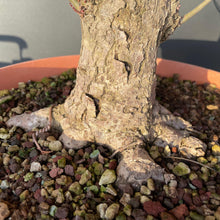 Lade das Bild in den Galerie-Viewer, Bonsai Winterlinde / Tilia cordata-Rohmaterial-Yamadori-Bonsai Gilde