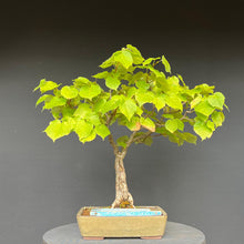 Lade das Bild in den Galerie-Viewer, Bonsai Winterlinde / Tilia cordata