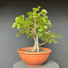 Lade das Bild in den Galerie-Viewer, Bonsai Winterlinde / Tilia cordata