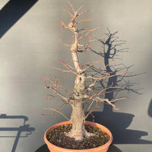 Lade das Bild in den Galerie-Viewer, Bonsai Winterlinde / Tilia cordata-Rohmaterial-Yamadori-Bonsai Gilde