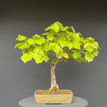 Lade das Bild in den Galerie-Viewer, Bonsai Winterlinde / Tilia cordata