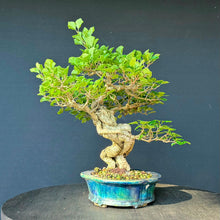 Lade das Bild in den Galerie-Viewer, Zwergflieder / Syringa meyeri