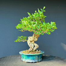 Lade das Bild in den Galerie-Viewer, Zwergflieder / Syringa meyeri