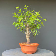 Lade das Bild in den Galerie-Viewer, Bonsai Zwetschge / Prunus domestica