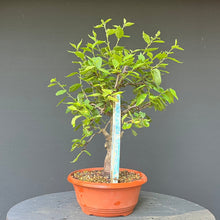Lade das Bild in den Galerie-Viewer, Bonsai Zwetschge / Prunus domestica