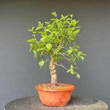 Lade das Bild in den Galerie-Viewer, Bonsai Zwetschge / Prunus domestica
