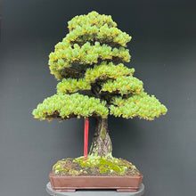 Lade das Bild in den Galerie-Viewer, Bonsai Japanische Mädchenkiefer / Pinus parviflora