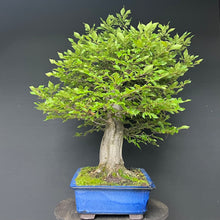 Lade das Bild in den Galerie-Viewer, Bonsai Hainbuche / Carpinus betulus