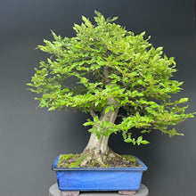 Lade das Bild in den Galerie-Viewer, Bonsai Hainbuche / Carpinus betulus
