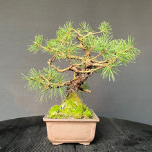 Lade das Bild in den Galerie-Viewer, Bonsai Waldkiefer / Pinus sylvestris
