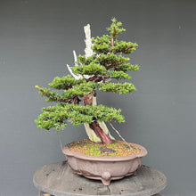 Lade das Bild in den Galerie-Viewer, Bonsai Europäische Eibe / Taxus baccata