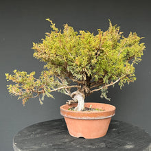Lade das Bild in den Galerie-Viewer, Bonsai Chinesischer Wacholder / Juniper Chinensis Itoigawa