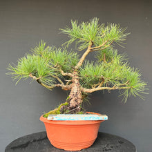 Lade das Bild in den Galerie-Viewer, Bonsai Zirbelkiefer / Pinus cembra