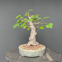 Lade das Bild in den Galerie-Viewer, Bonsai Winterlinde / Tilia cordata
