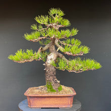 Lade das Bild in den Galerie-Viewer, Bonsai Kiefer