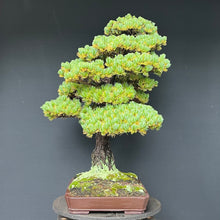 Lade das Bild in den Galerie-Viewer, Bonsai Japanische Mädchenkiefer / Pinus parviflora