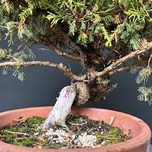 Lade das Bild in den Galerie-Viewer, Bonsai Chinesischer Wacholder / Juniper Chinensis Itoigawa