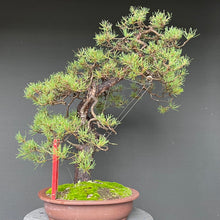 Lade das Bild in den Galerie-Viewer, Bonsai Waldkiefer / Pinus sylvestris