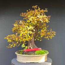 Lade das Bild in den Galerie-Viewer, Bonsai Weissdorn / Crataegus