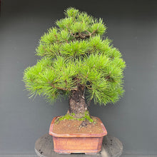 Lade das Bild in den Galerie-Viewer, Bonsai Japanische Schwarzkiefer / Pinus thunbergii