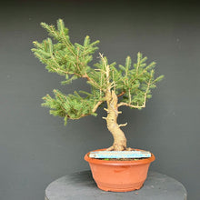 Lade das Bild in den Galerie-Viewer, Fichte / Picea abies