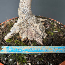 Lade das Bild in den Galerie-Viewer, Feldahorn / Acer campestre