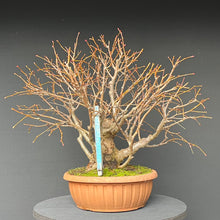 Lade das Bild in den Galerie-Viewer, Bonsai Winterlinde / Tilia cordata