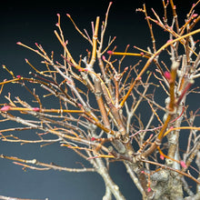 Lade das Bild in den Galerie-Viewer, Bonsai Winterlinde / Tilia cordata