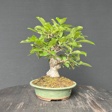 Lade das Bild in den Galerie-Viewer, Bonsai Zierapfel / Malus sieboldii