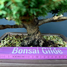Lade das Bild in den Galerie-Viewer, Ajan-Fichte / Picea jezoensis